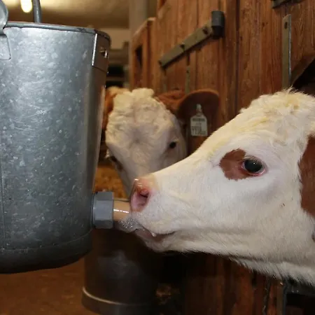 Lassacher Biobauernhof Mariapfarr