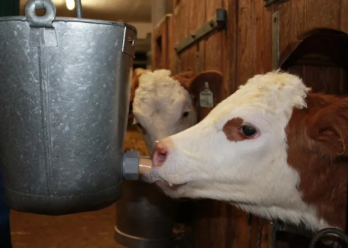 Lassacher Biobauernhof Mariapfarr